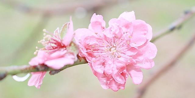 桃花极旺的八字_桃花旺的八字案例_八字桃花旺的女人