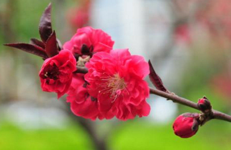 八字桃花旺什么意思_桃花旺的八字案例_2019年什么八字桃花旺