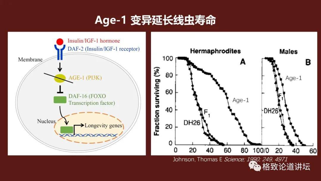 道教的核心是追求长生不死和成仙，辟谷长生的目的