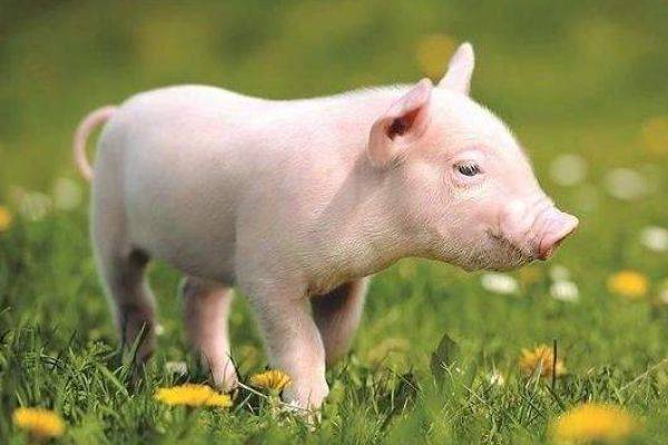 1983年出生的生肖猪