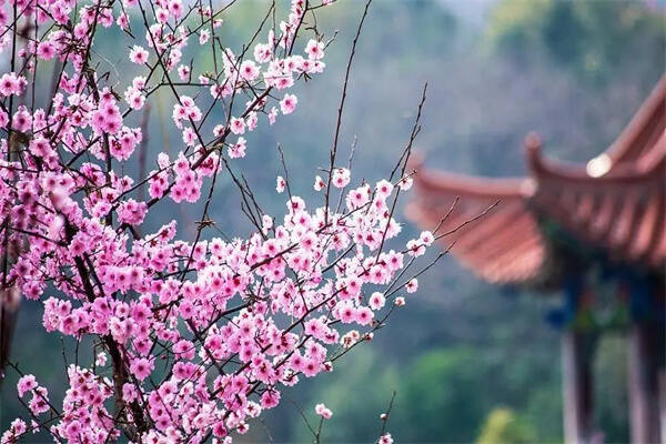 八字算神煞桃花技巧