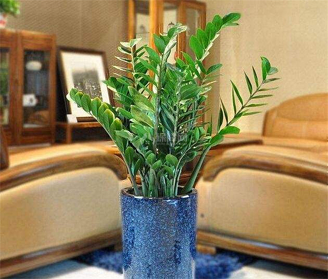 客厅摆放什么植物可以招财？客厅如何摆放植物招财呢？