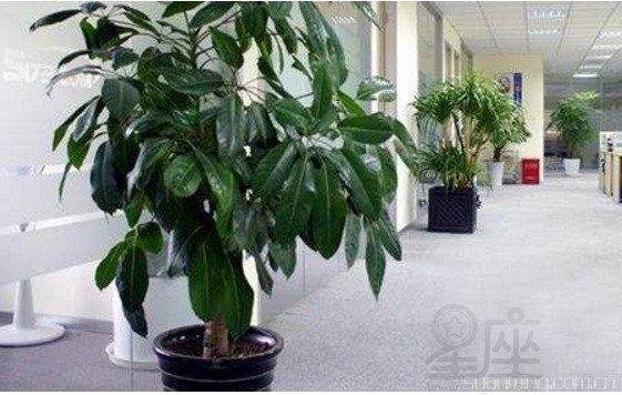 慈世堂：办公室植物摆放风水讲究有哪些呢？