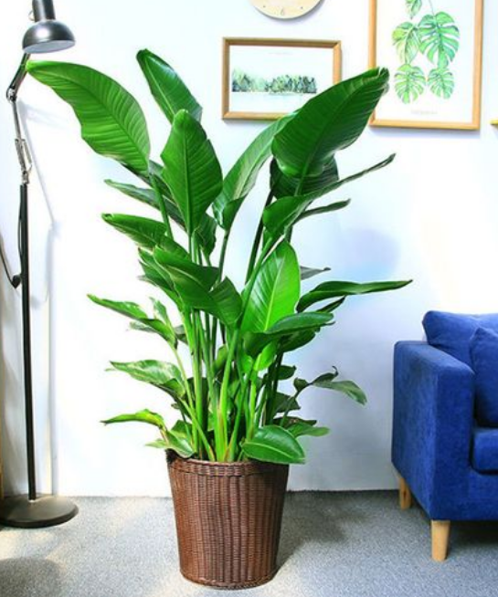 老板办公室绿植推荐（办公室摆放旺风水又好养的植物）-第7张图片