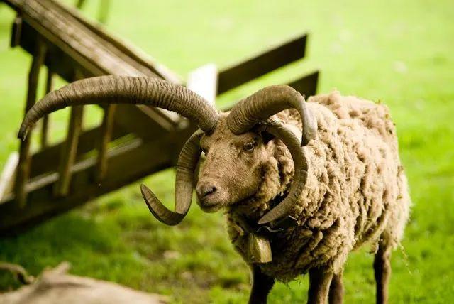 羊了个羊，你知道这羊是个什么来头的羊吗？