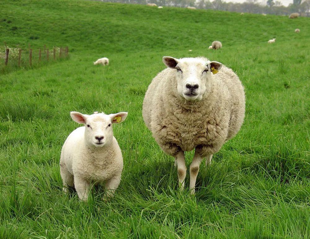 羊了个羊，你知道这羊是个什么来头的羊吗？