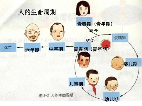 从出生到老去，一生有多少年可以活？