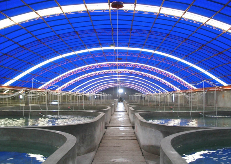 【世界海洋日】现代海水养殖模式——智慧工厂化海水养殖