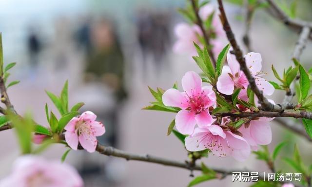 风水堂:八字桃花的特点及化解