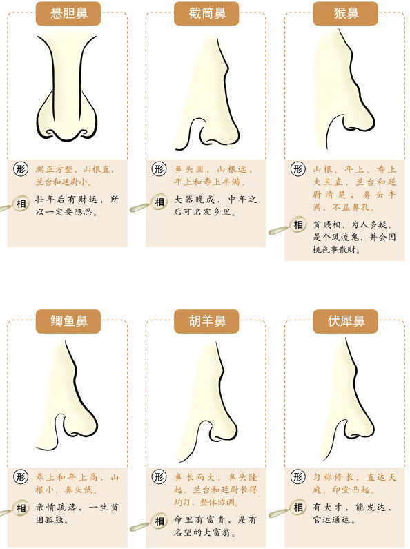 风水堂：鼻头大的女人面相解读