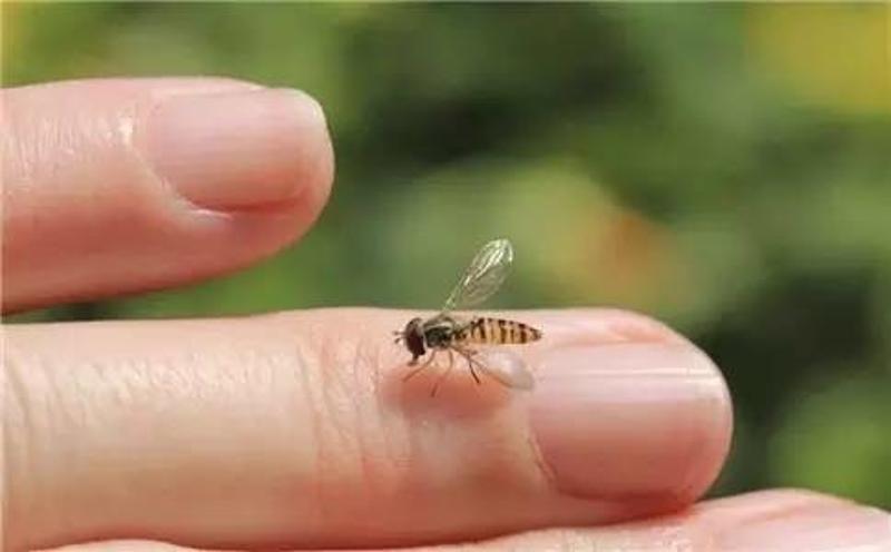 被蜜蜂蜇伤的人有中度症状吗？怎么办？