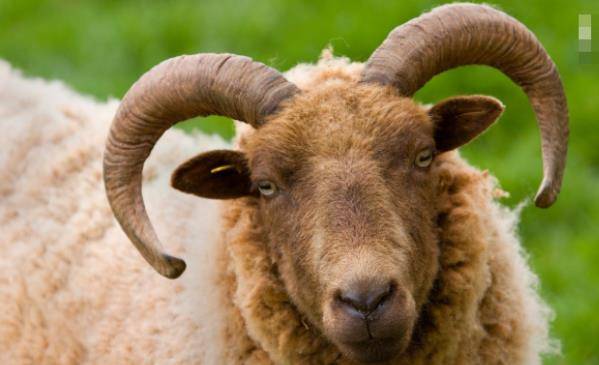 什么时候是79年属羊一生大劫年，有你吗？