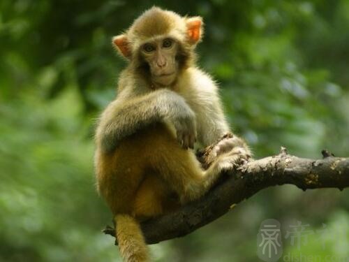 风水堂：2004年出生的属猴人命运
