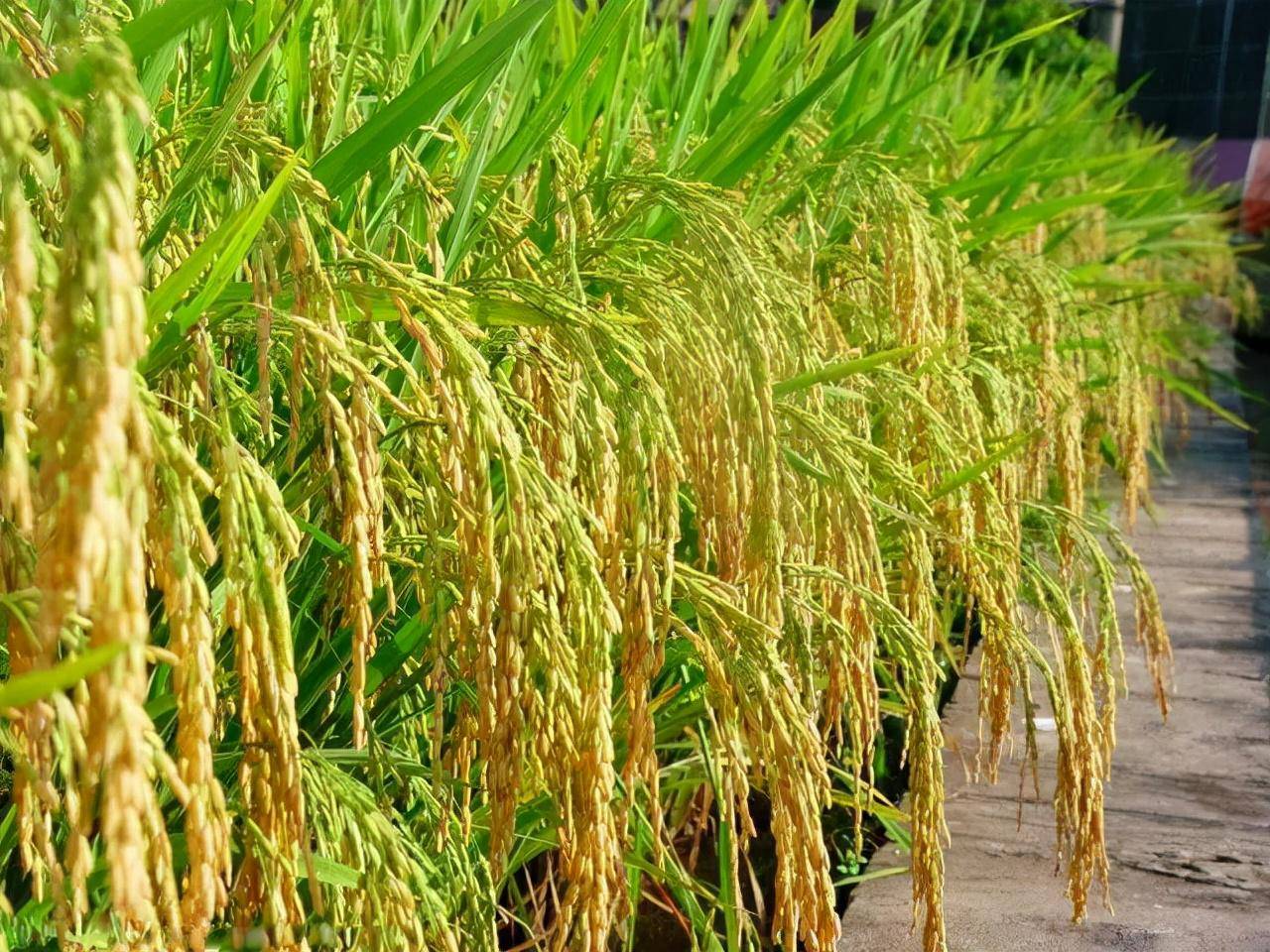 生物多样性的农林复合系统水稻作文化系统