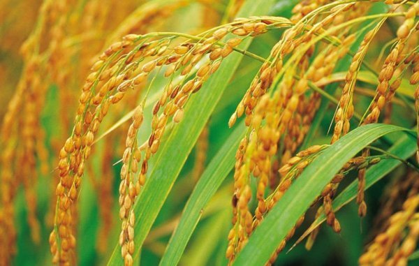 生物多样性的农林复合系统水稻作文化系统