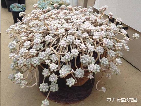 这10种多肉植物很难养，简直是植物杀死们必备