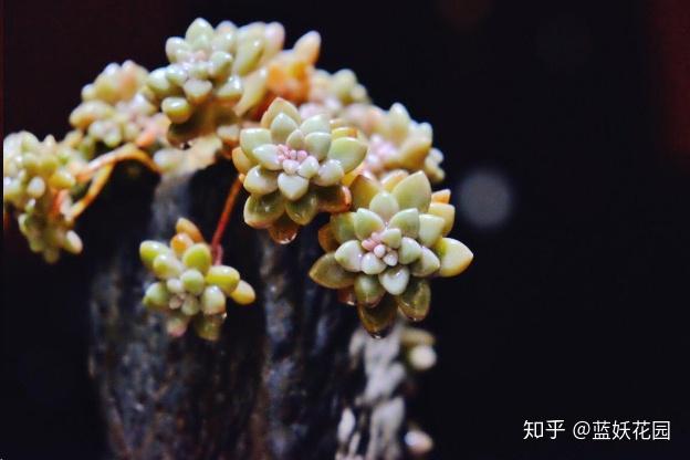 这10种多肉植物很难养，简直是植物杀死们必备