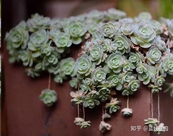 这10种多肉植物很难养，简直是植物杀死们必备