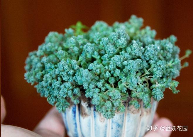 这10种多肉植物很难养，简直是植物杀死们必备