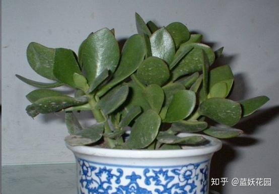 这10种多肉植物很难养，简直是植物杀死们必备