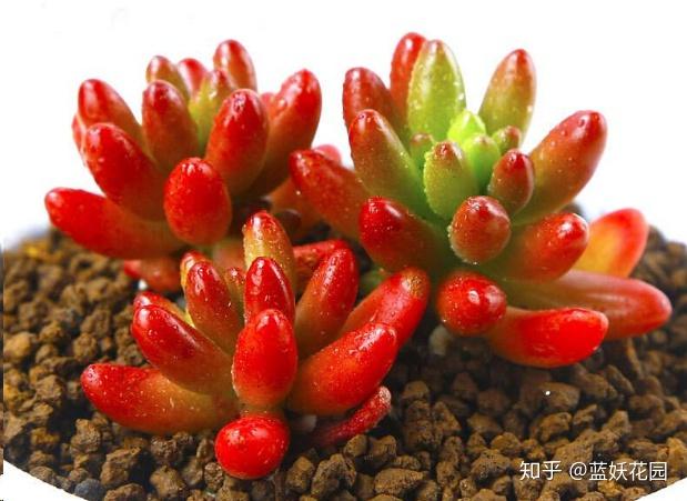 这10种多肉植物很难养，简直是植物杀死们必备