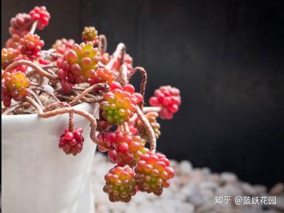 这10种多肉植物很难养，简直是植物杀死们必备