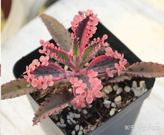 这10种多肉植物很难养，简直是植物杀死们必备