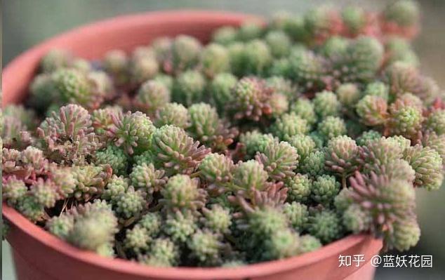 这10种多肉植物很难养，简直是植物杀死们必备