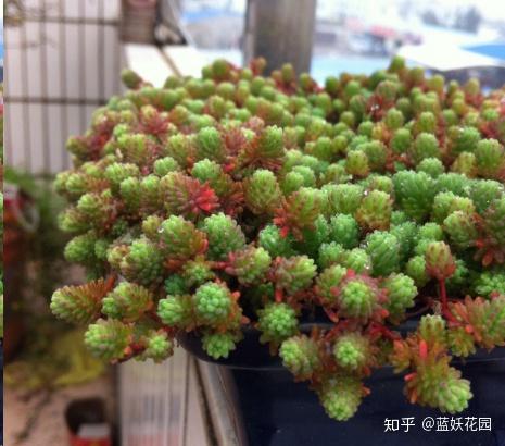 这10种多肉植物很难养，简直是植物杀死们必备