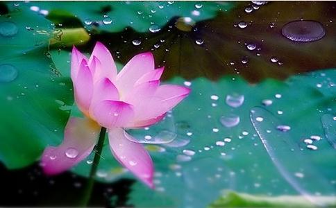 佛家的智慧就是哲学 春色无高下，花枝自短长，蔷薇和玫瑰怎么能比较？