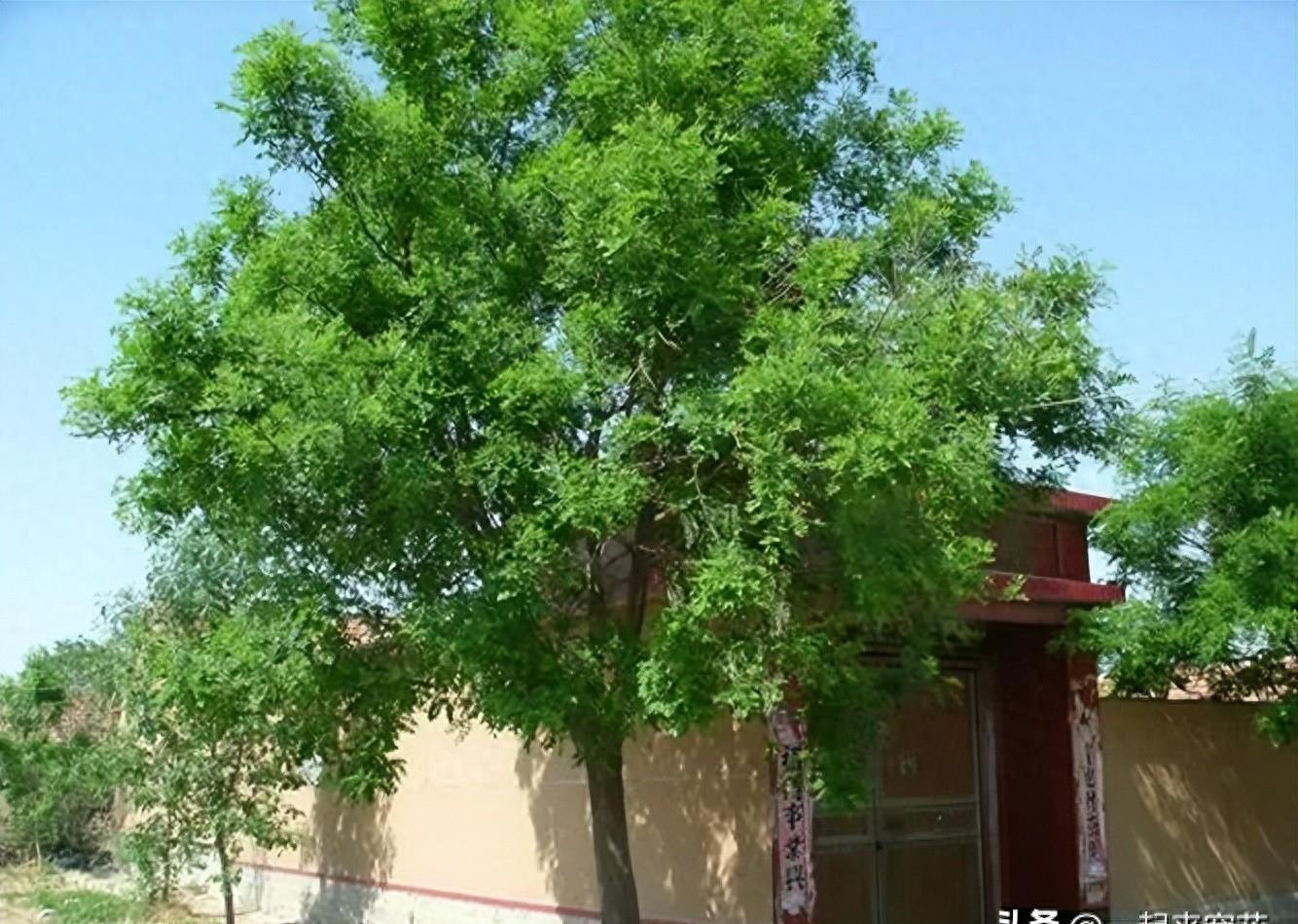 5种不适合种植在家门口的树，寓意不好