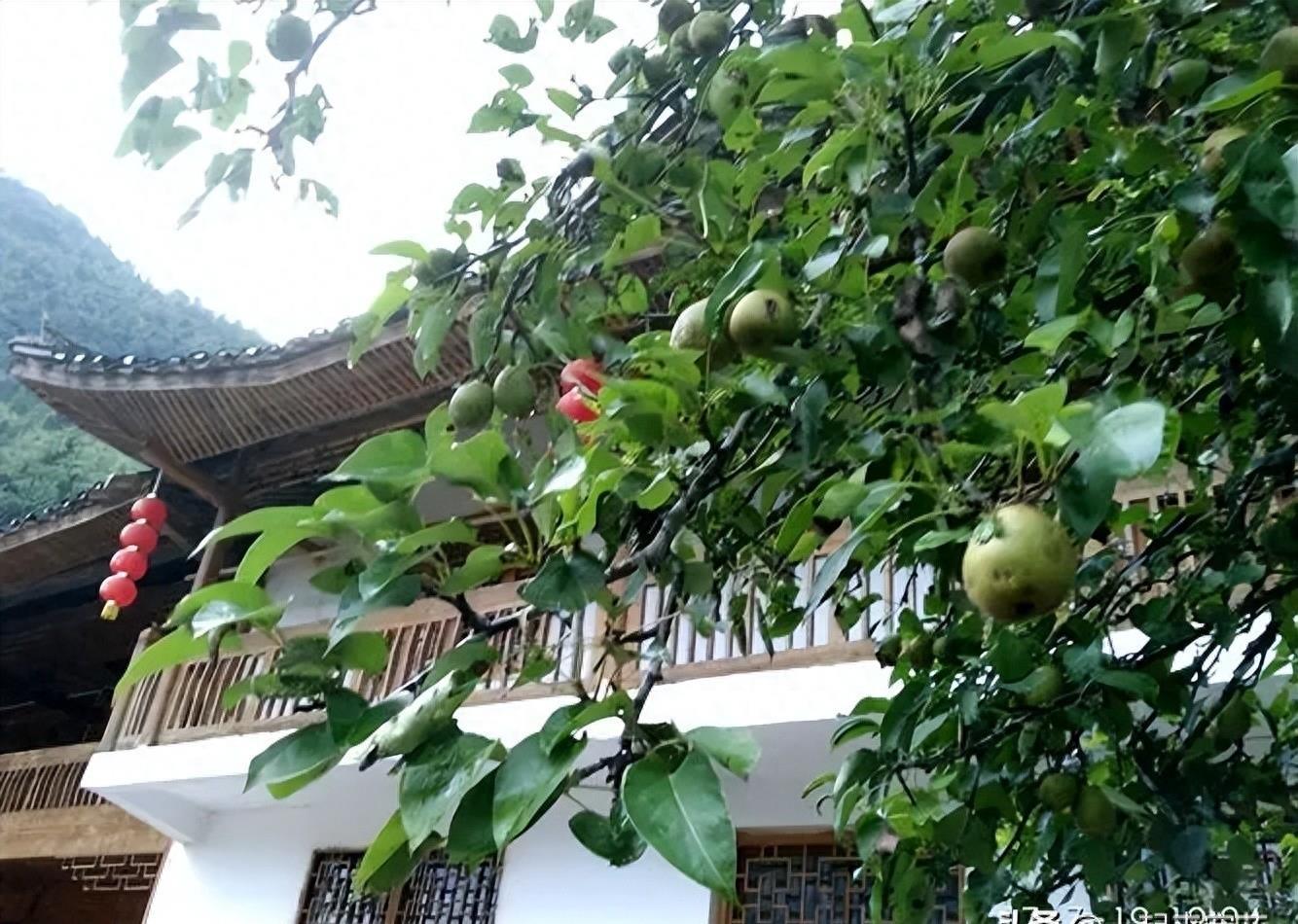 5种不适合种植在家门口的树，寓意不好