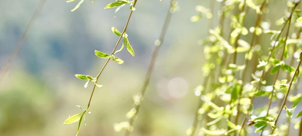 不适合在家里种植的树木有哪些原因和养护建议