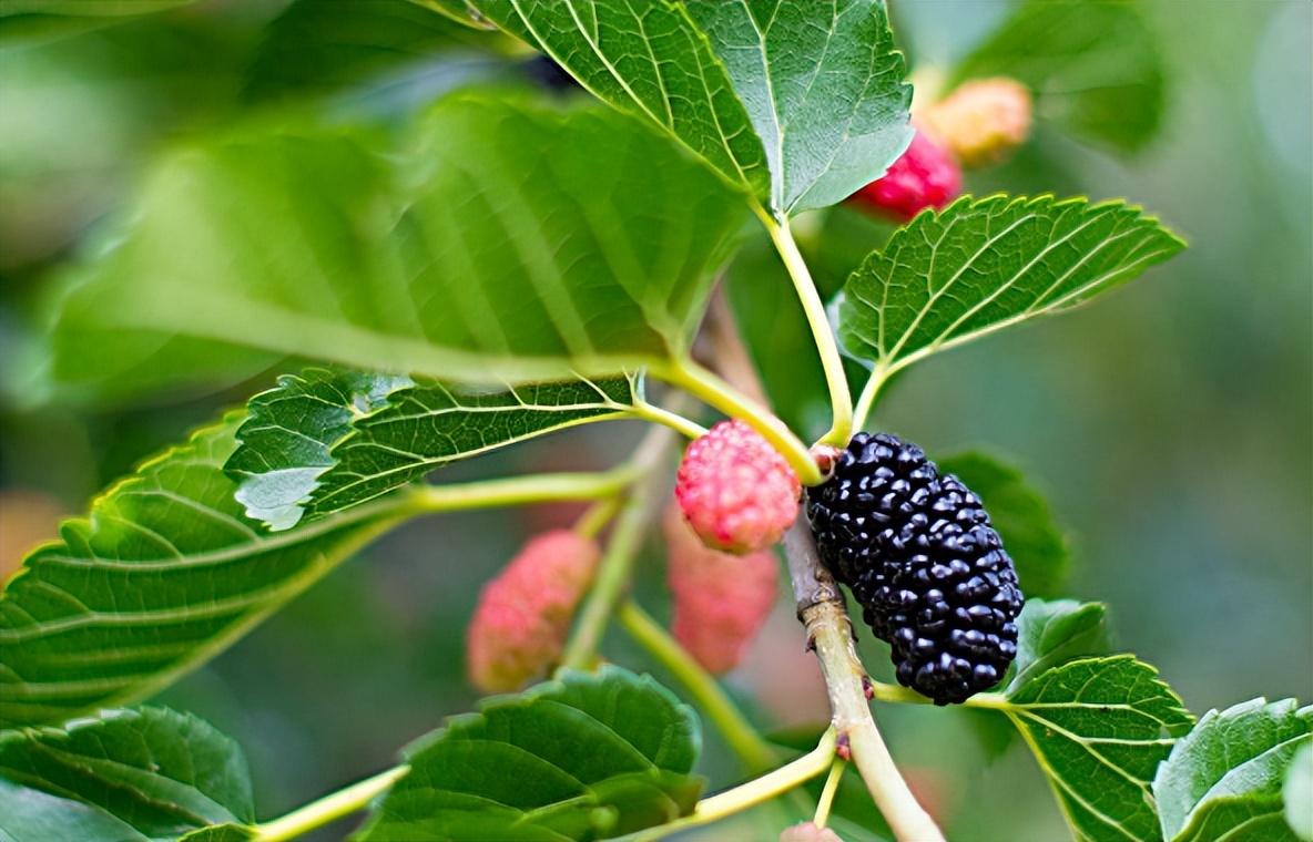 不适合在家里种植的树木有哪些原因和养护建议